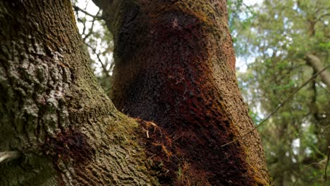a mid shot capturing ants scurrying across the textured bark of a tree, showcasing their diligent movement and the intricate details of nature.