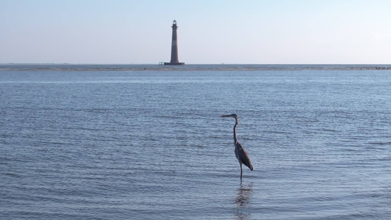 Heron in the Water with Lighthouse in Background