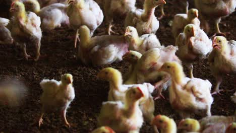Poultry-chicken-chicks-in-bad-health-conditions-walking-on-ground-in-Bangladesh