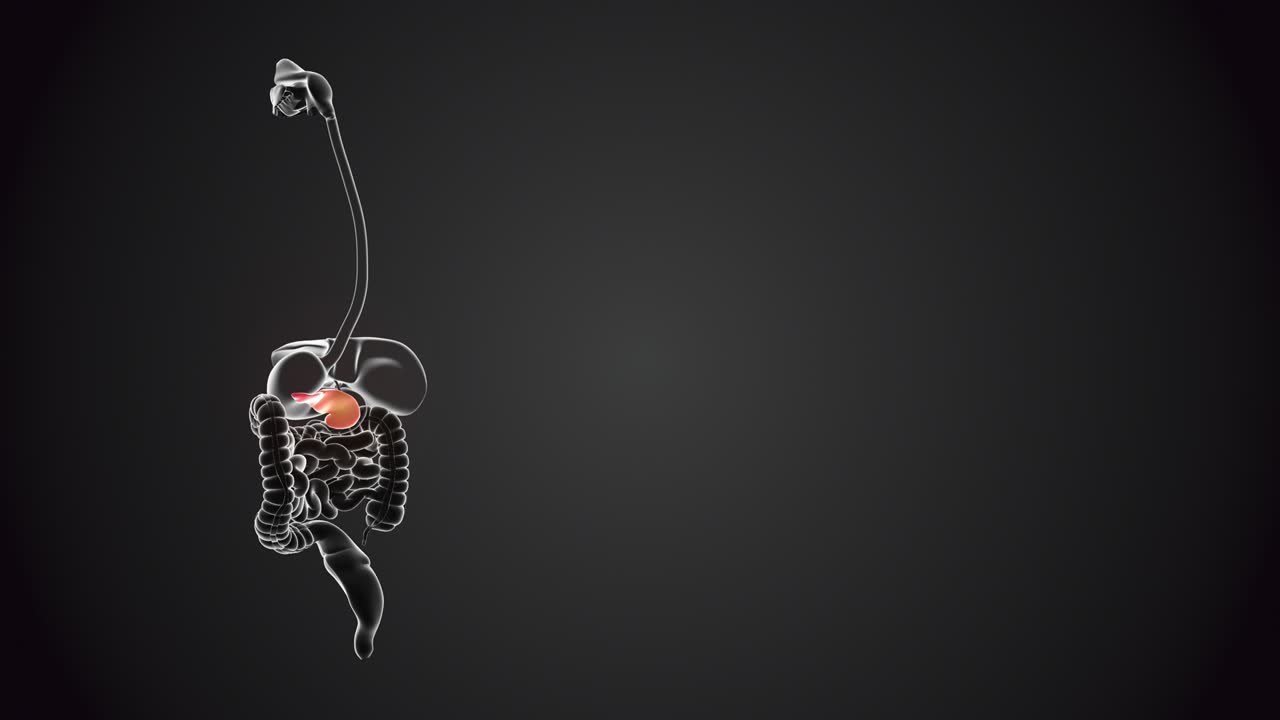 Pancreas with internal organs loopable