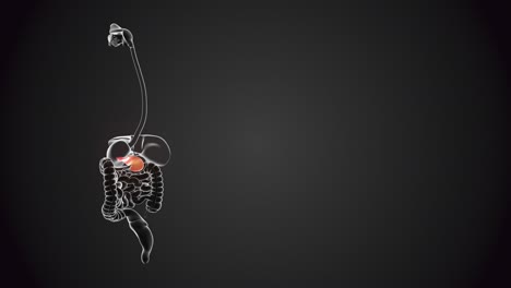 páncreas con órganos internos en bucle