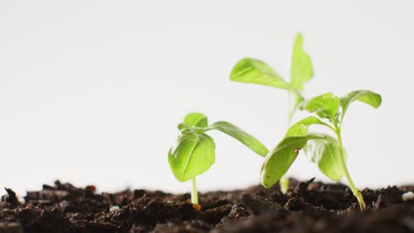 video of green seedlings growing in dark soil, on white background with copy space