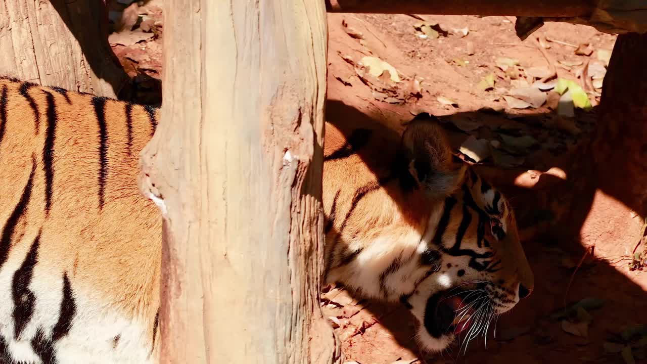 A tiger moves around a wooden structure, casting shadows on the sunlit ground.