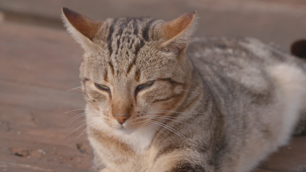 4k로 포르투갈, 프라이아 데 마리나, 알가르베에서 야생 고양이를 클로즈업