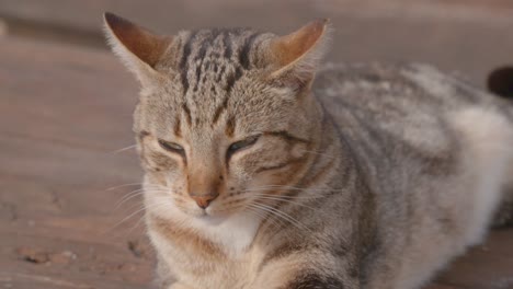 primer plano de un gato salvaje en praia de marina, algarve, portugal en 4k
