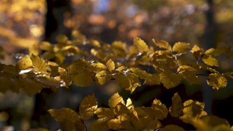 Primer-Plano-Cinematográfico-Macro-Enfoque-Manual-Rama-De-Roble-Y-Coloridas-Hojas-Amarillas-Y-Naranjas-En-La-Cálida-Luz-Otoñal-Con-Cielo-Azul-Y-Fuerte-Desenfoque-De-Fondo,-Moviéndose-En-Una-Suave-Brisa