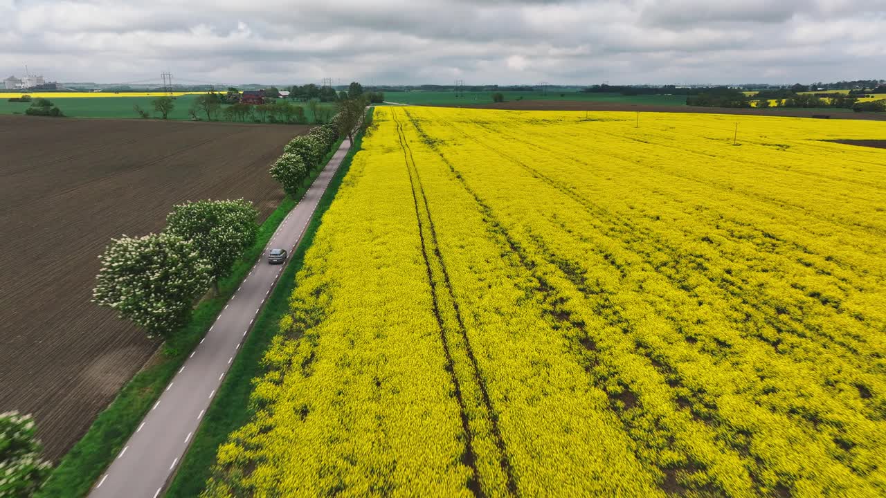 Drone descend over yellow rapeseed field and car riding on asphalt road