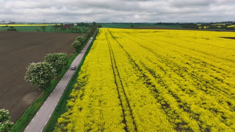 drone descend over yellow rapeseed field and car riding on asphalt road