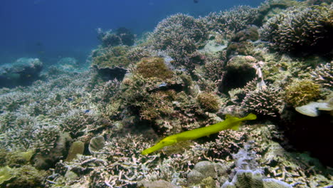 yellow cornetfish in a vibrant coral reef