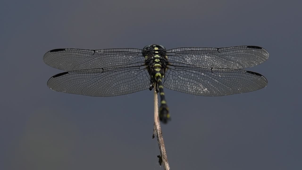 la libélula de cola de brida común se ve comúnmente en tailandia y asia