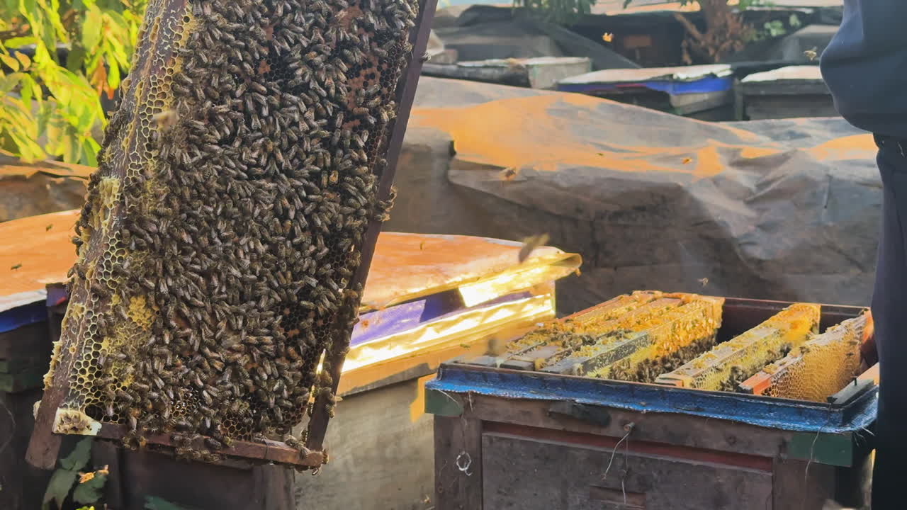 A beekeeper in Mộc Châu, Vietnam holds a honeycomb frame full of bees. Morning sunlight highlights traditional beekeeping practices in a rural apiary setting.