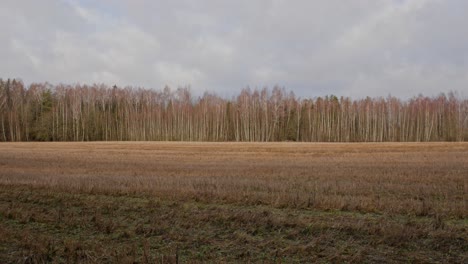 Campo-Báltico-Con-Abedules-En-El-Fondo-Durante-El-Invierno