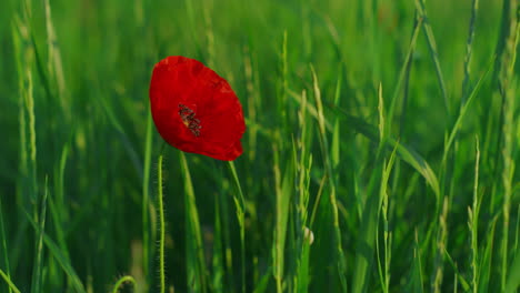 Una-Flor-De-Papaver-Roja-Que-Florece-Una-Flora-De-Pradera-Verde-Vívida.-Sola-Flor-De-Amapola