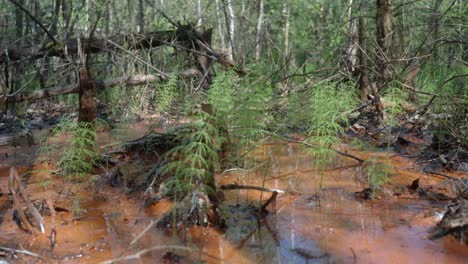 Footage-of-broken-branches-and-trees-in-forest