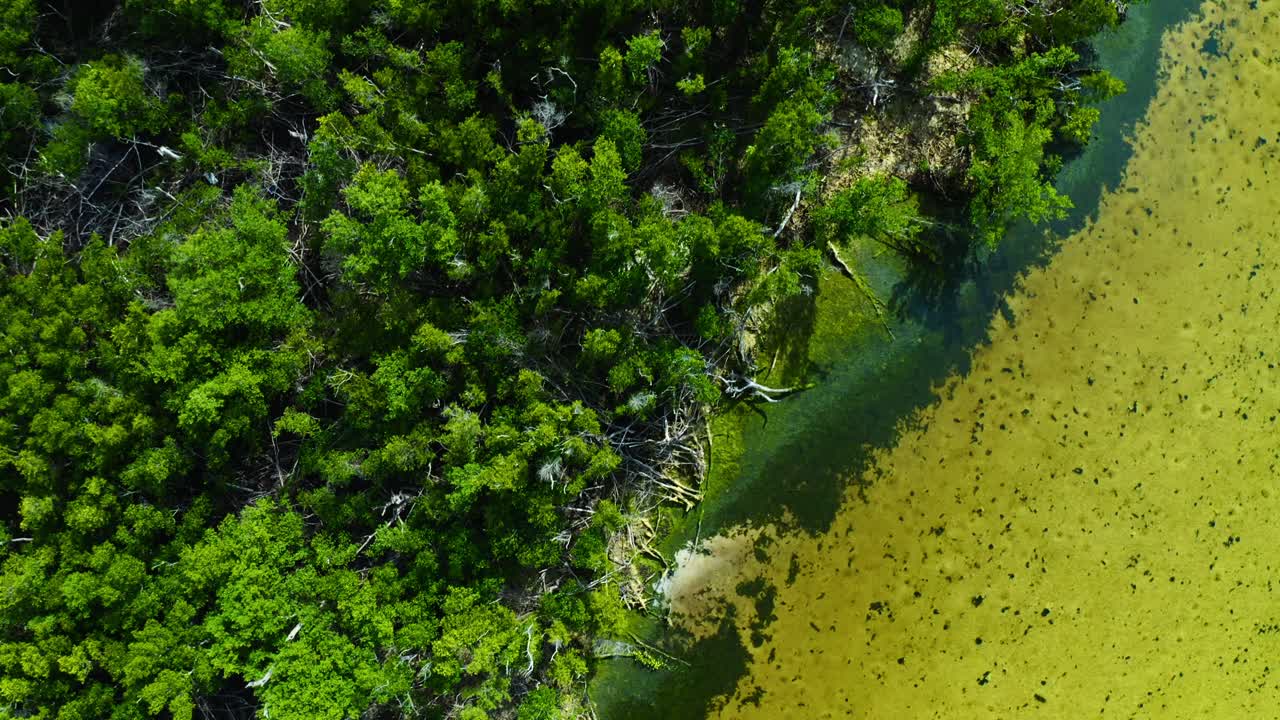 Dense mangrove trees grow along the edge of shallow coastal waters with visible mudflats and roots extending into the water, showcasing a natural shoreline ecosystem