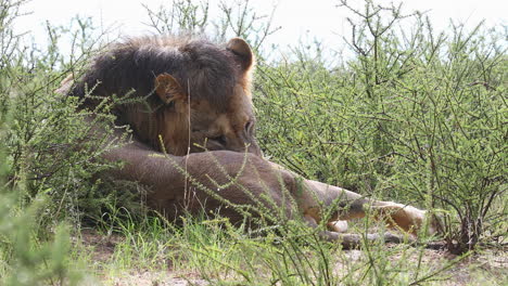 Male-African-Lion-with-facial-scars-grooms-himself-in-the-Kalahari