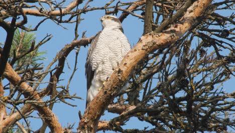 Goshawk-Accipiter-gentilis-is-keeping-the-district