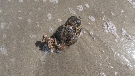 the-sea-potato,-a-distinctive-marine-organism-found-near-shorelines,-prized-for-fishing-Sargo-and-other-species