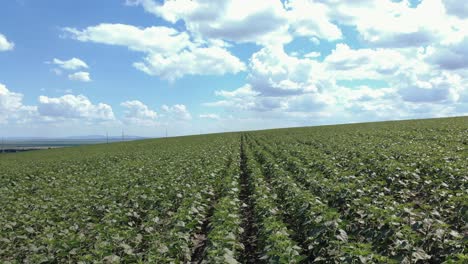 Field-Of-Unflowered-Sunflowers-Planted-In-Rows---aerial-drone-shot