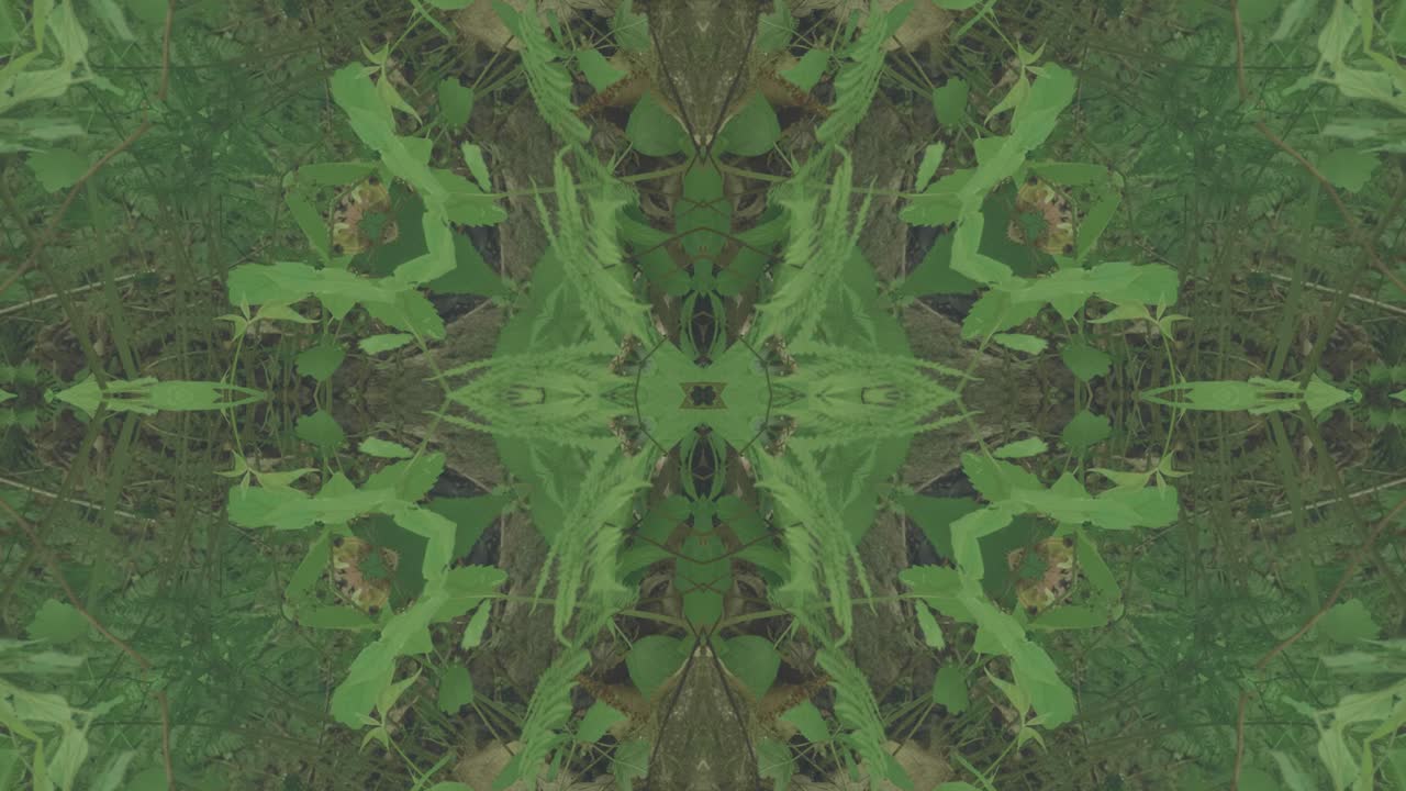 caleidoscopio de vegetación usando imágenes de bosque de wissahickon creek, philadelphia, #36