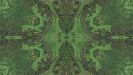 Greenery-Kaleidoscope-using-forest-imagery-from-Wissahickon-Creek,-Philadelphia,-#36