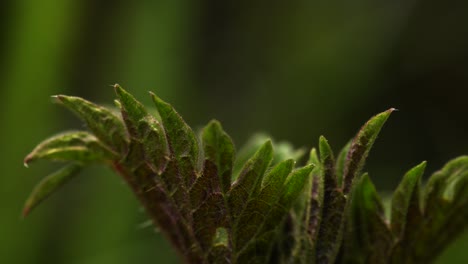 macro view of leaves of stinging nettle