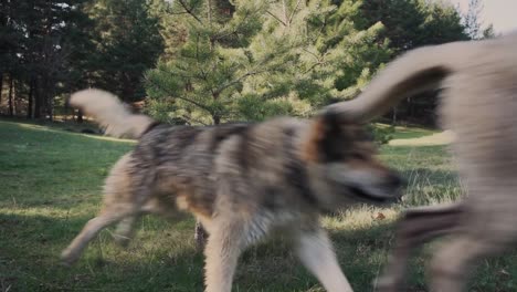 two dogs running and playing