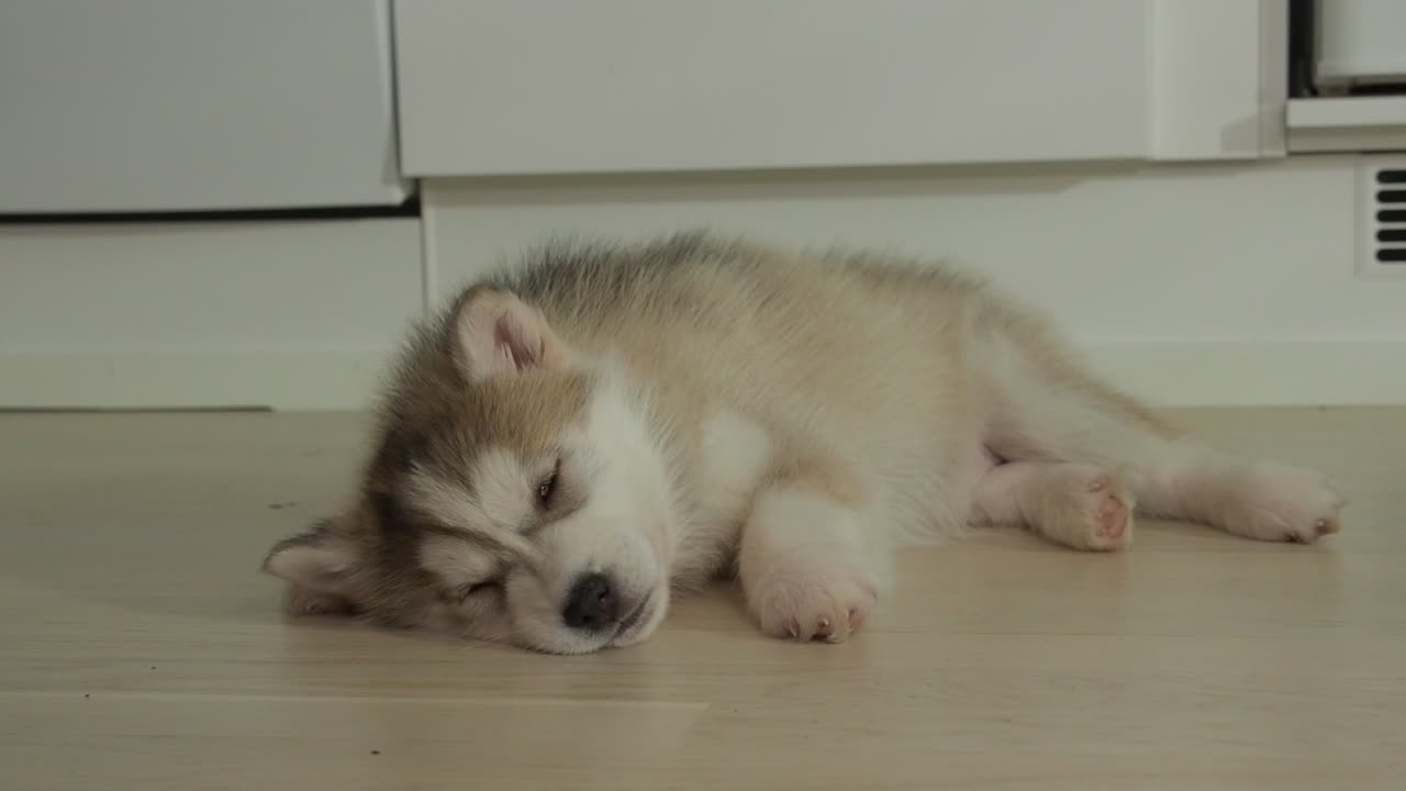 허스키는 잠을 자고 바닥에서 안절부절 떨며 몸을 떨며 화난 이빨을 보입니다.