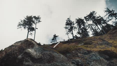 árboles en la cima de la montaña paisaje oregon