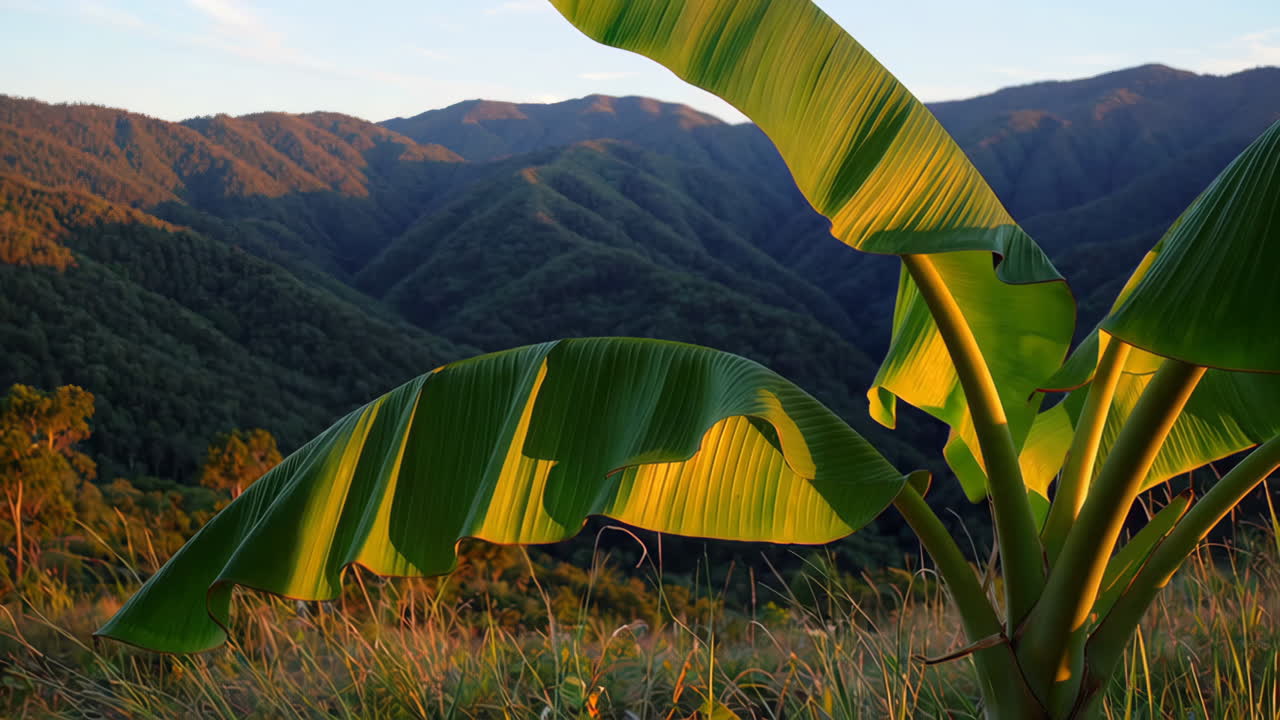 Banana Plant in Mountain View at Sunset