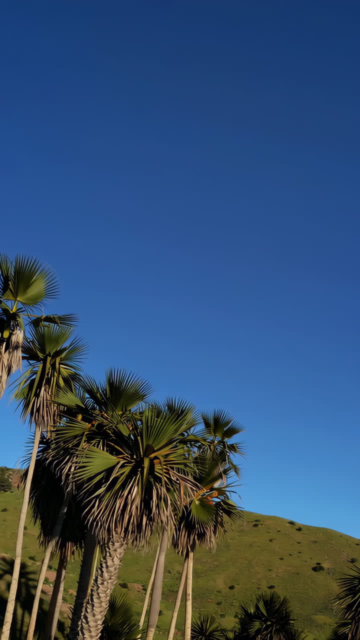 은 파란 하늘 아래의 나무