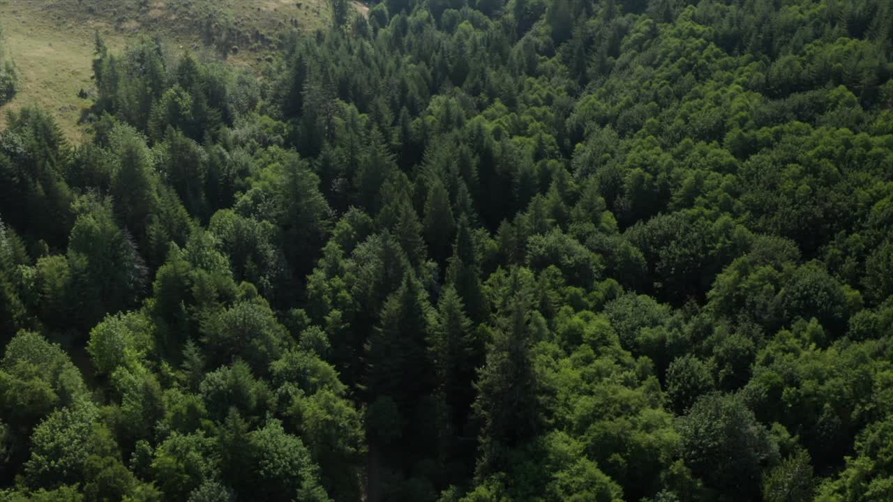 drone volando sobre un espeso bosque en el pnw