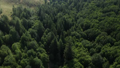 drone flying over thick forest in the pnw