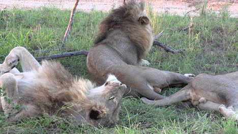 male lions waking up after nap on summer afternoon