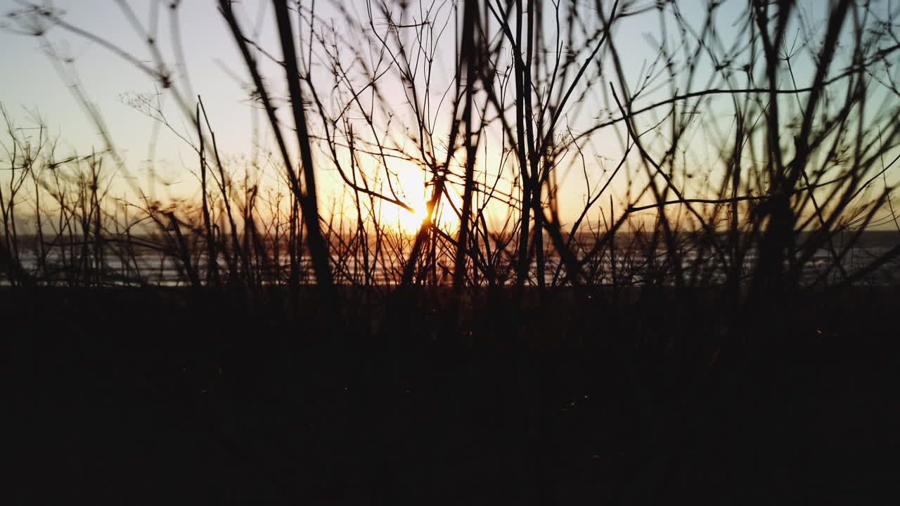 una foto de la puesta de sol con el sol asomando a través de un arbusto en la playa