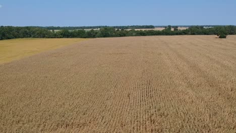 Steigende-Podestdrohnenansicht-Getrocknete-Feldreihen-Von-Maisstielen-Fallen-Herbsternte