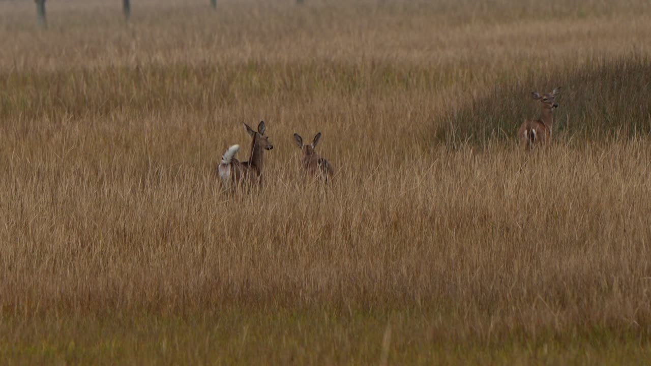 Deer standing in a meadow