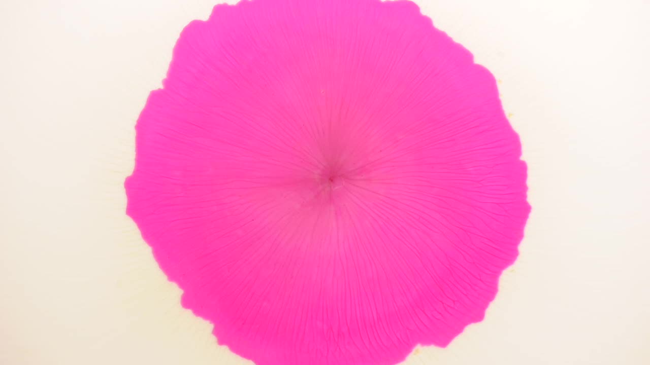 una petunia rosa nace de tu vívida imaginación; para obtener más información, busca "videoclip abstracto" entre comillas