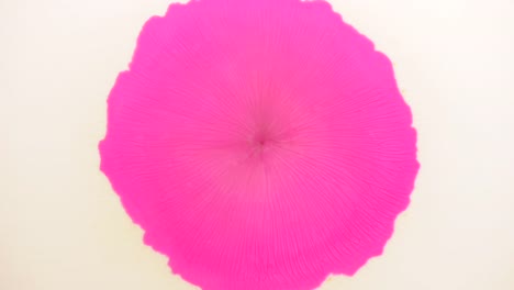 a pink petunia is born from your vivid imagination - for more, search "abstractvideoclip" using the quotation marks