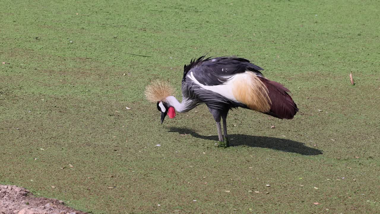 자연 서식지 에서 새 의 털 을 는 것