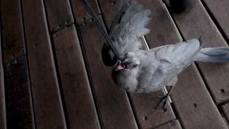 slowmotion of a small wild african bird grabbing and biting in a camera cord