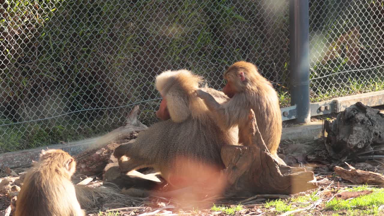 Baboons grooming each other in a zoo enclosure