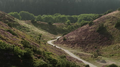 Atemberaubende-Heidelandschaft-In-Einer-Wunderschönen-Sonnenuntergangsatmosphäre-Bei-Gegenlicht,-Nationalpark-In-Dänemark,-Rebild-Bakker,-Sommerliche-Sonnenuntergangsatmosphäre