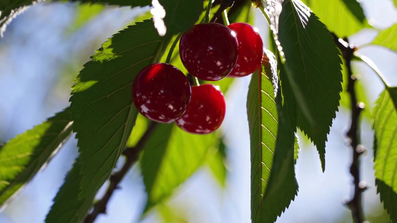 Ciliegie Rosse Mature Appese a un Ramo d'Albero alla Luce del Sole