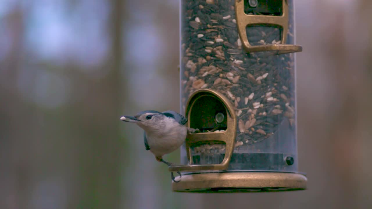 un pequeño pájaro que toma una semilla o alimento entre su pico en un comedor de pájaros o un comeder de bandeja y vuela lejos en cámara lenta con el fondo cinematográficamente borroso