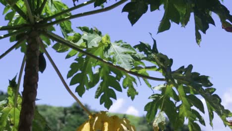 Grüner-Papayabaum,-Der-Vom-Wind-Mit-Blauem-Himmel-Und-Bergen-Im-Hintergrund-Durchgebrannt-Wird