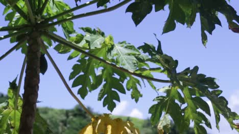 árbol de papaya verde arrastrado por el viento con el cielo azul y las montañas en el fondo