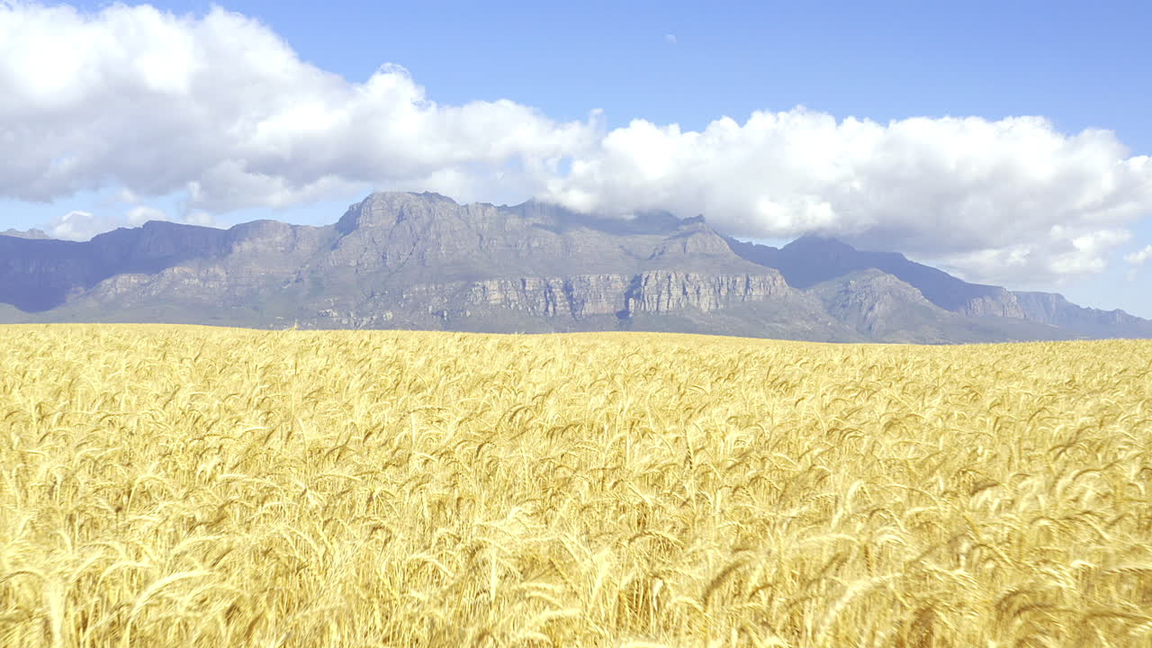 Golden Wheat Field with Mountains