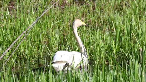 swan looking around while swimming between lake reeds, on a sunny day - pan view