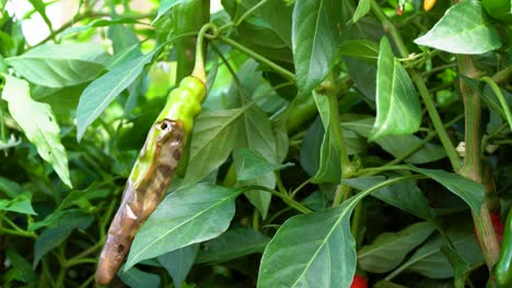 Rotten-green-pepper-on-a-plant-daytime-in-a-farm